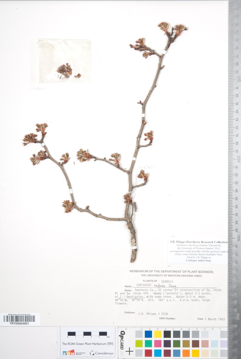 Rusty Hawthorn photo 5
