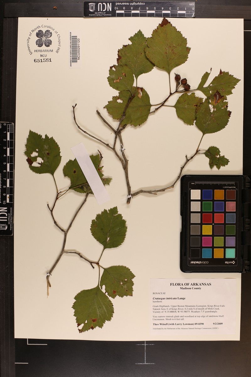 Harvey's Hawthorn