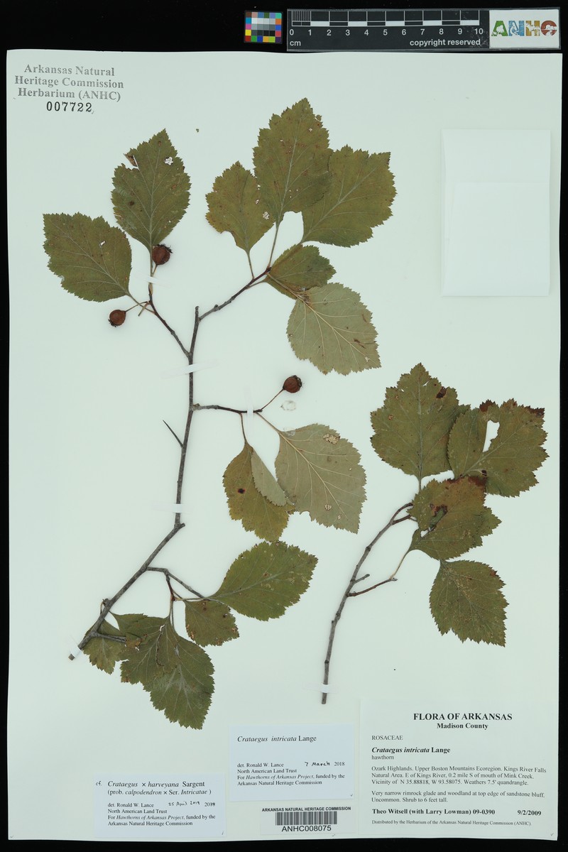 Harvey's Hawthorn photo 2