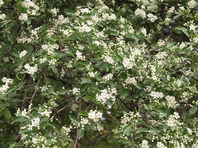 Crataegus × ruscinonensis