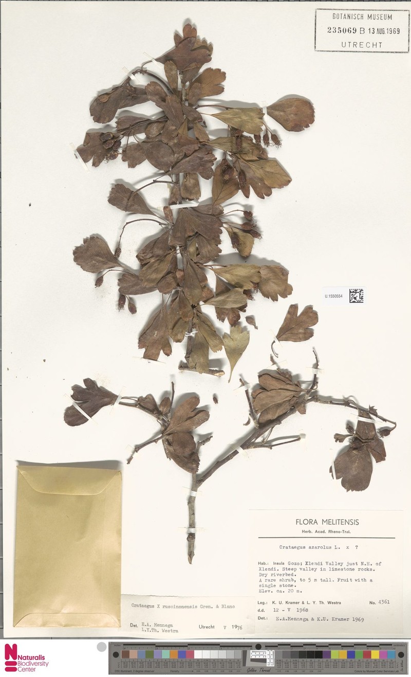 Crataegus × ruscinonensis photo 2