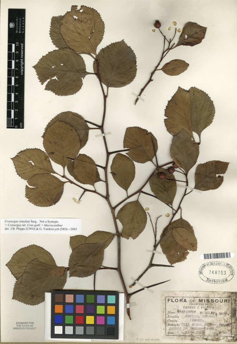 Hawthorn