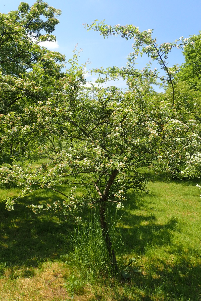 Crataegus × sinaica