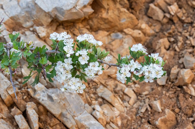 Crataegus × sinaica photo 2