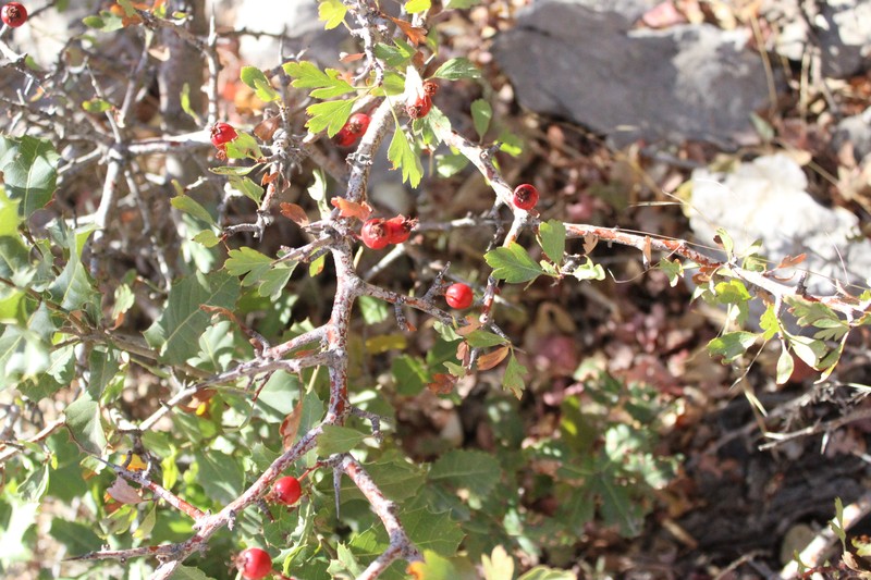 Crataegus × sinaica photo 3