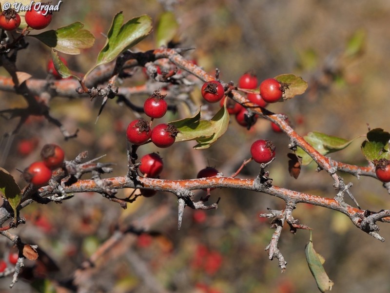 Crataegus × sinaica photo 4