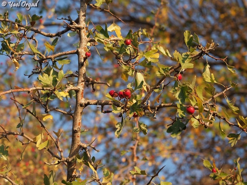 Crataegus × sinaica photo 5