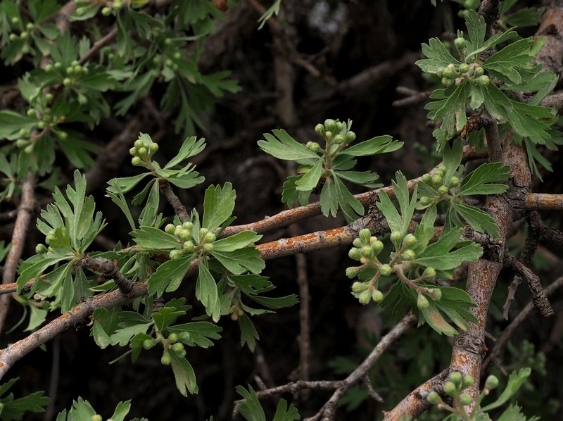 Crataegus × sinaica photo 6