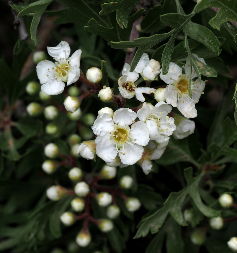 Crataegus × sinaica photo 7