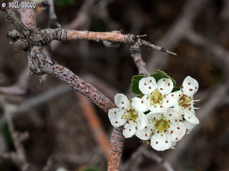 Crataegus × sinaica photo 8