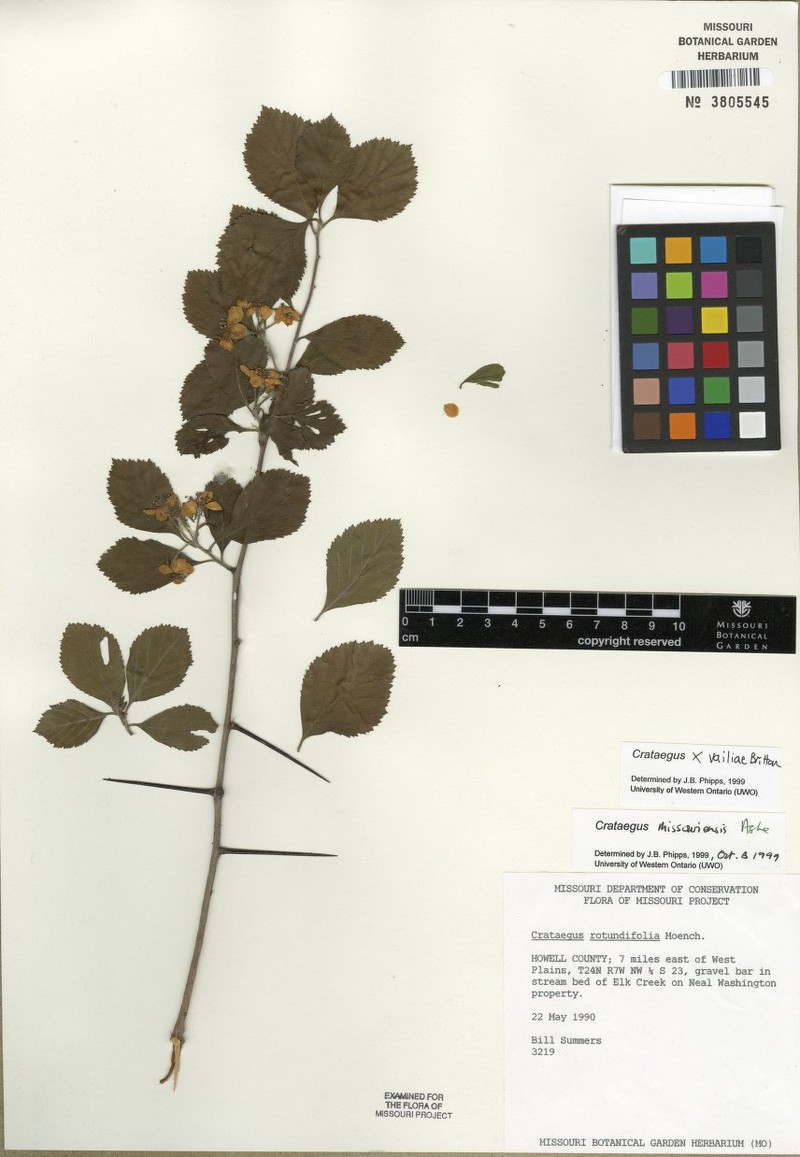 Miss Vail's Hawthorn