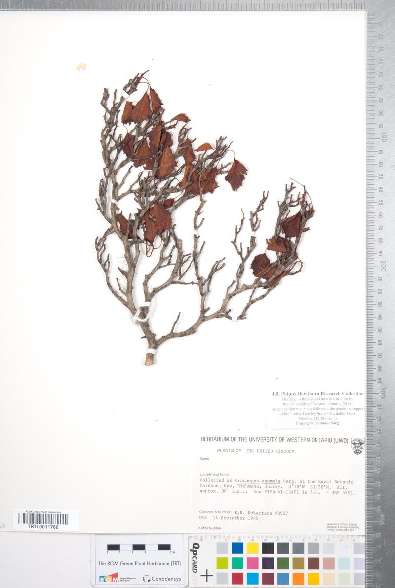 Arnold Hawthorn photo 2