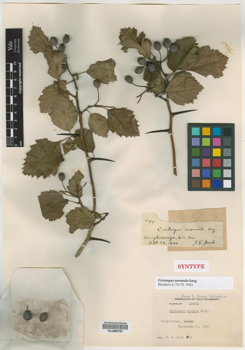 Arnold Hawthorn photo 5