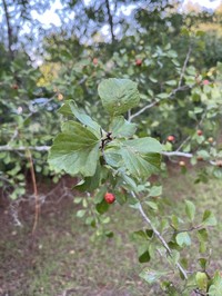 May Hawthorn