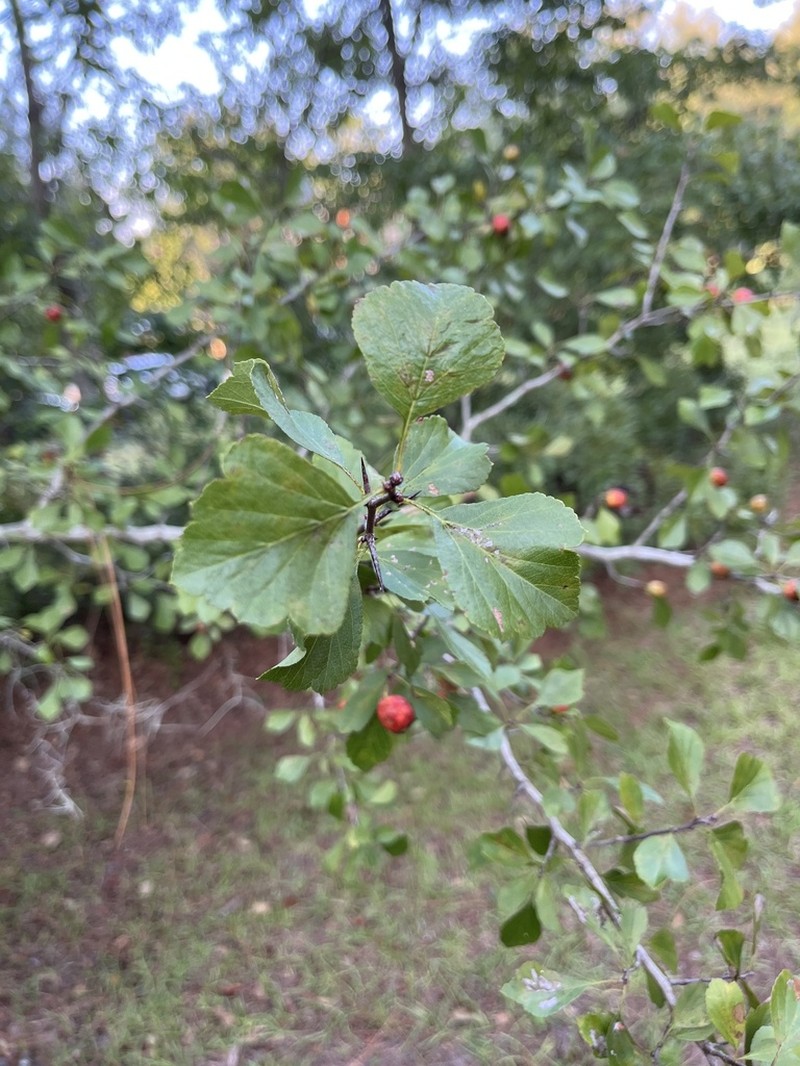 May Hawthorn