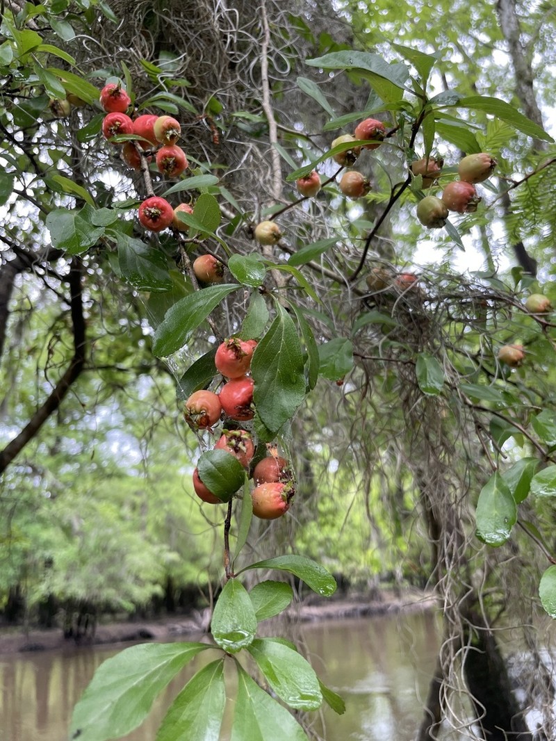 May Hawthorn photo 2