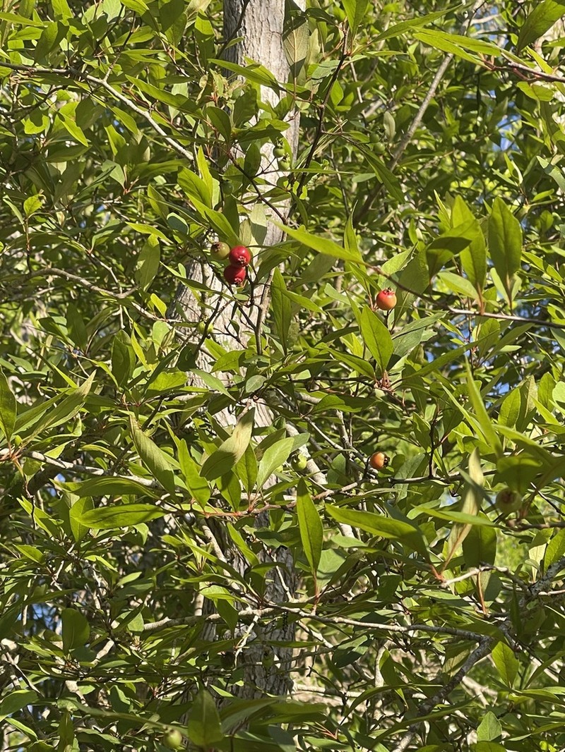 May Hawthorn photo 3