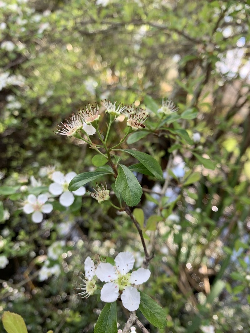 May Hawthorn photo 4