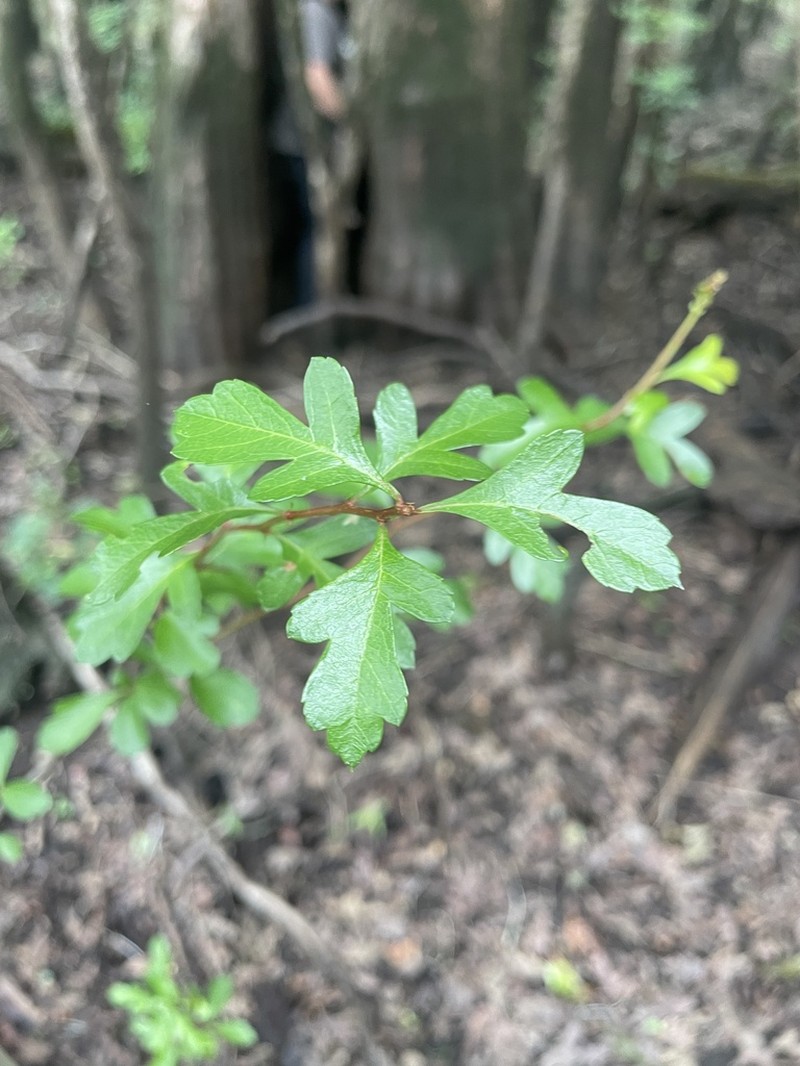 May Hawthorn photo 5