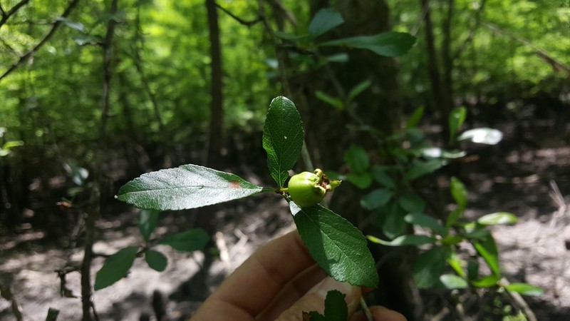 May Hawthorn photo 6
