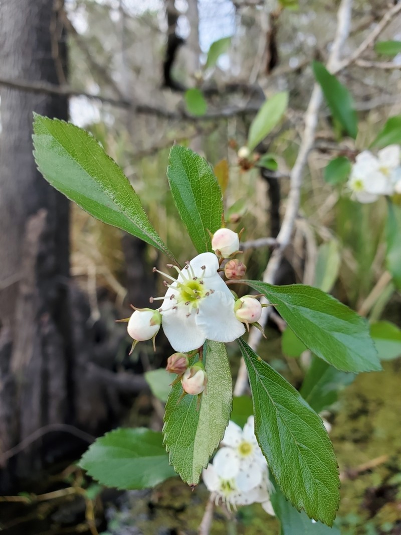 May Hawthorn photo 7