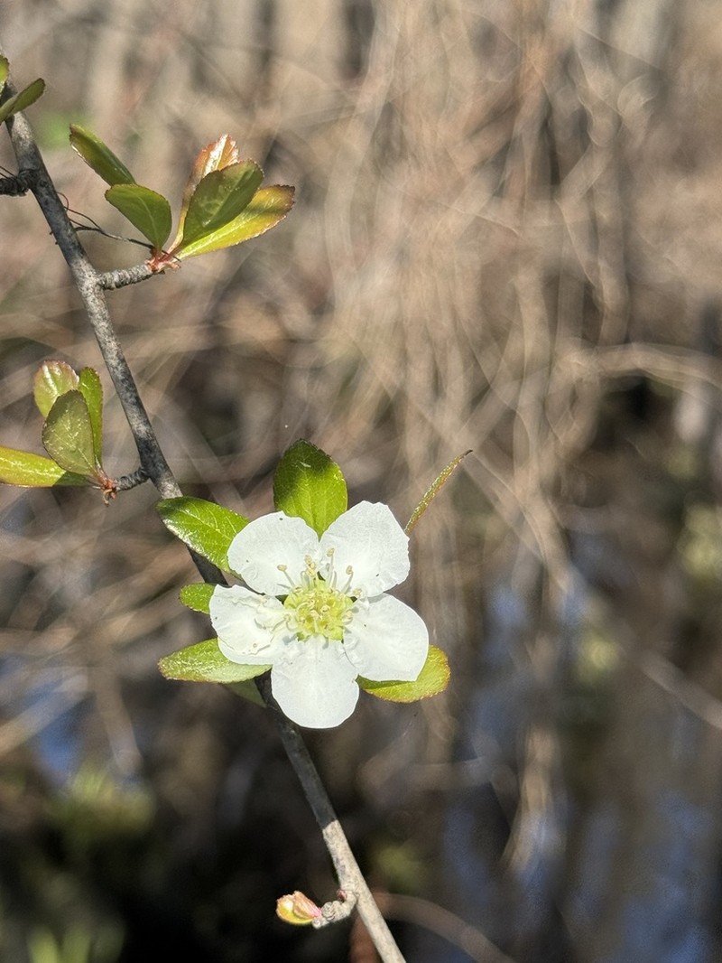 May Hawthorn photo 8