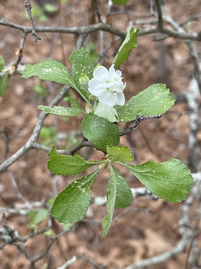 Ozark Hawthorn