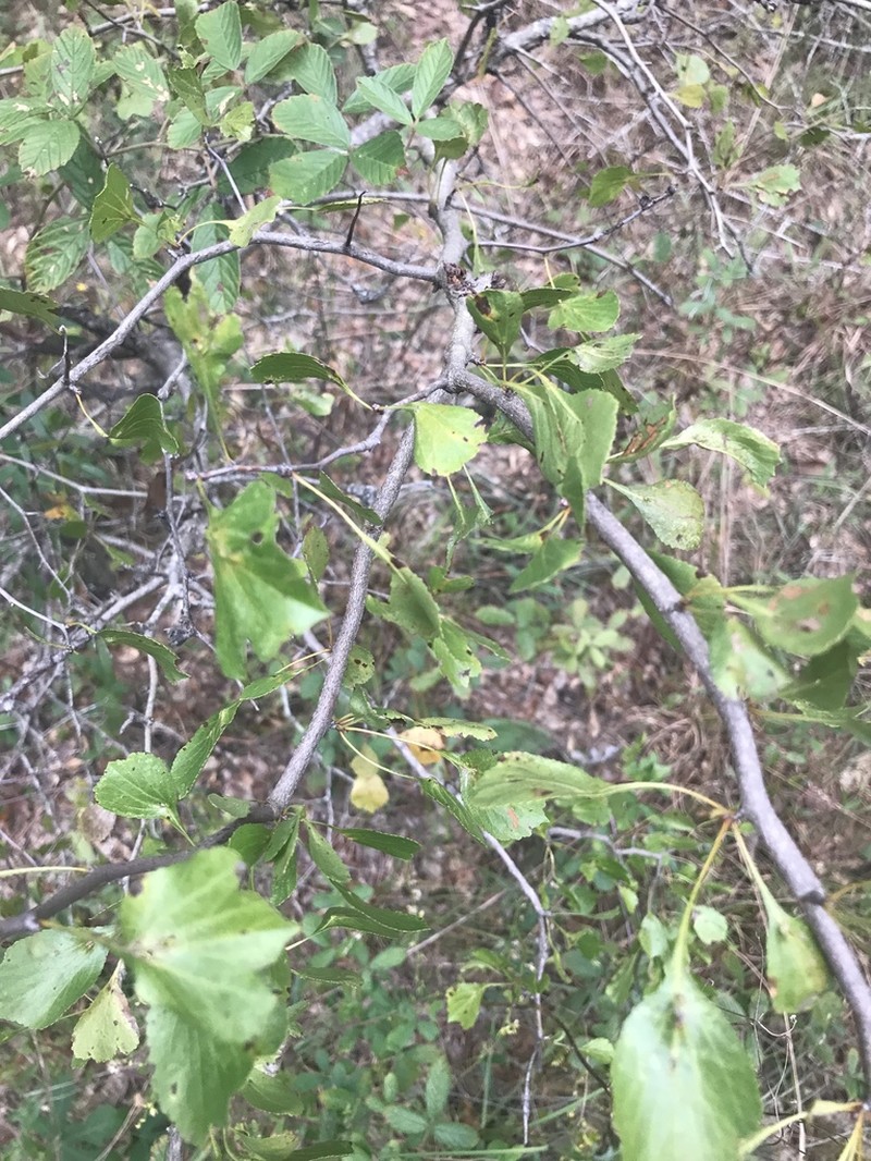 Ozark Hawthorn photo 2