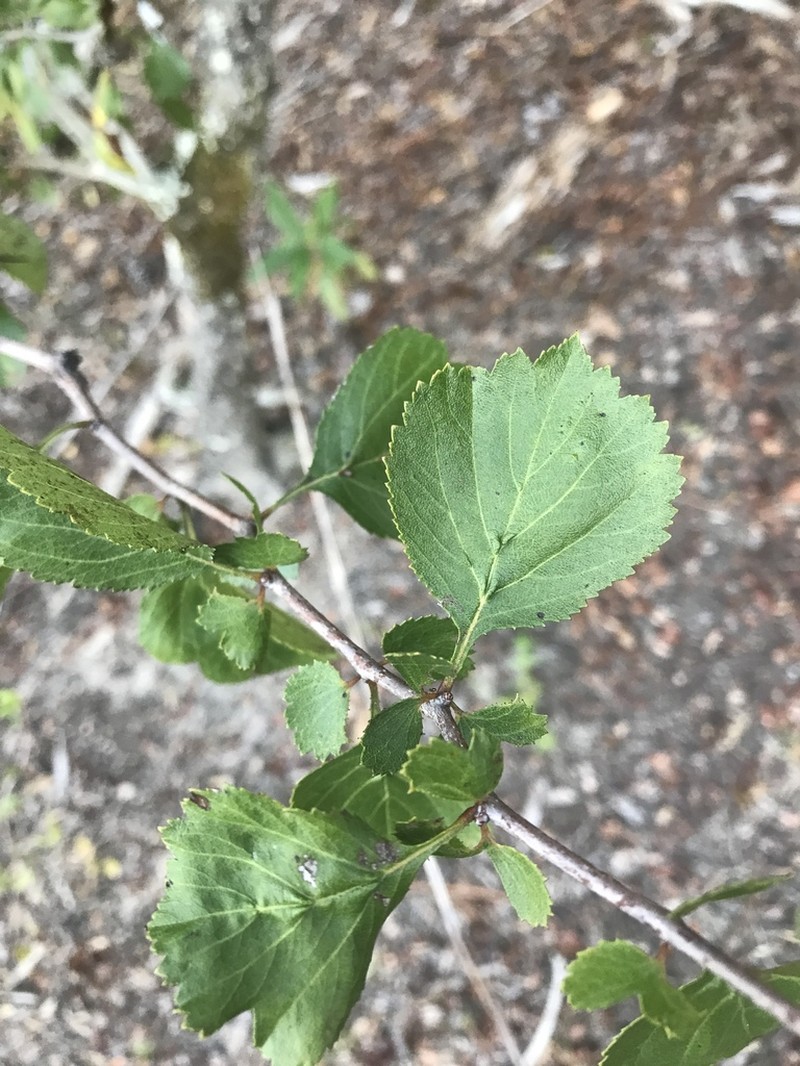 Ozark Hawthorn photo 3