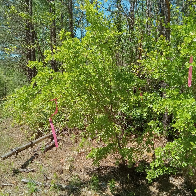 Ozark Hawthorn photo 4