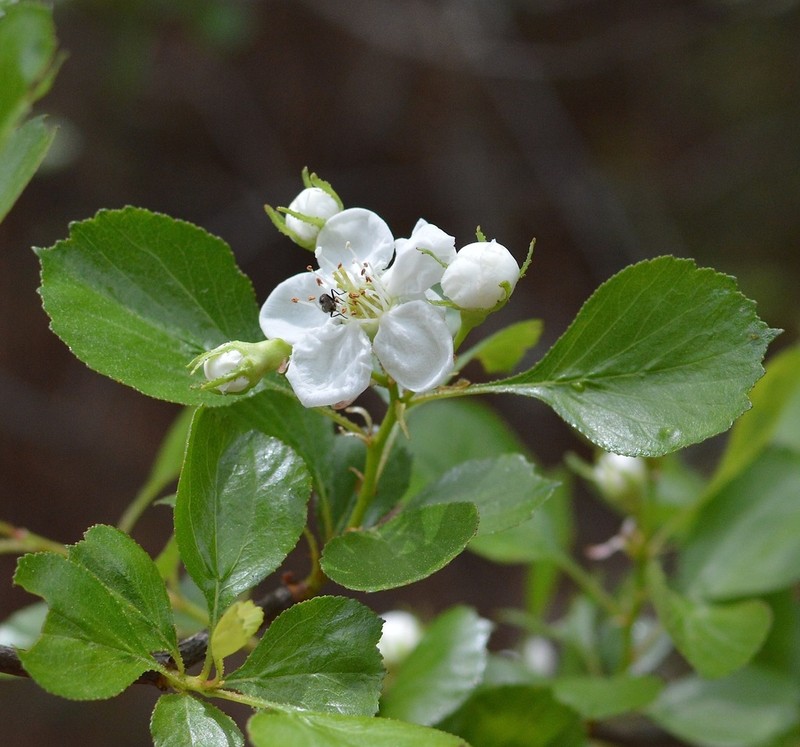 Ozark Hawthorn photo 5