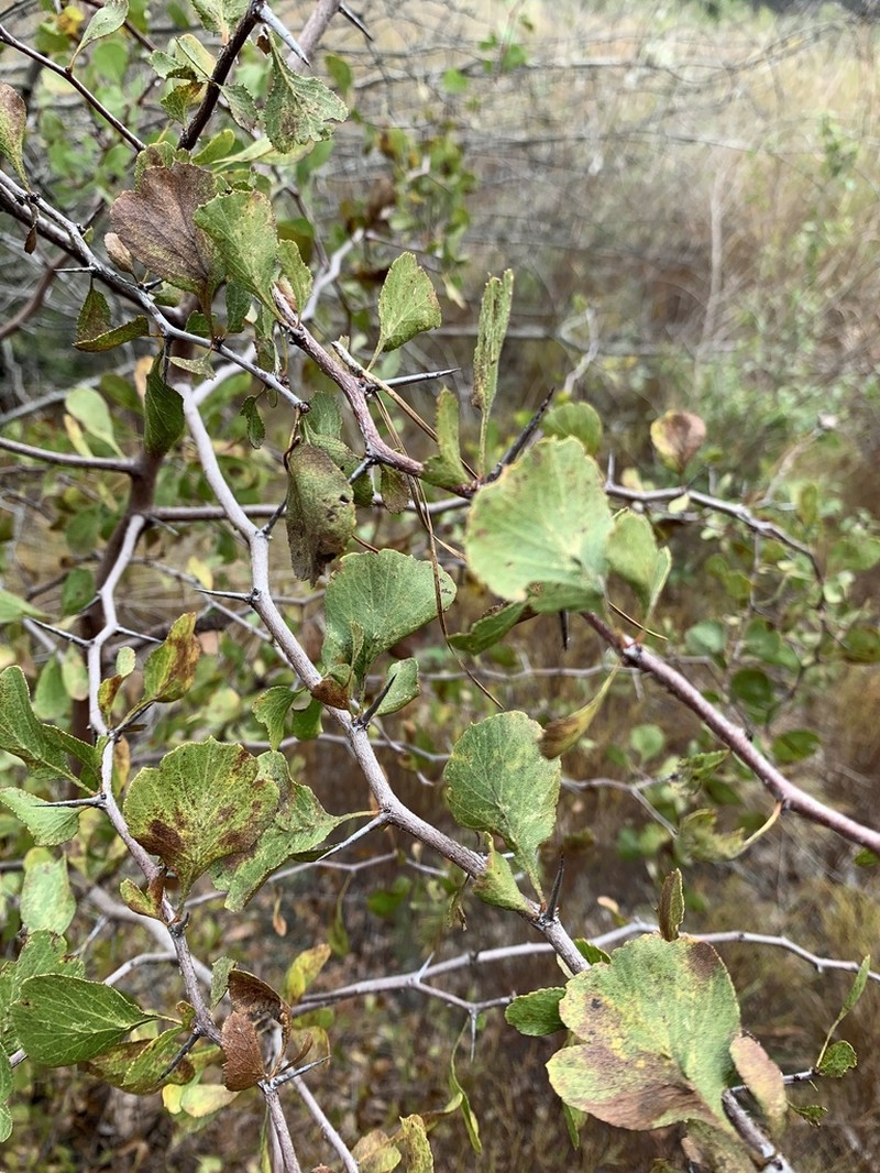 Ozark Hawthorn photo 6