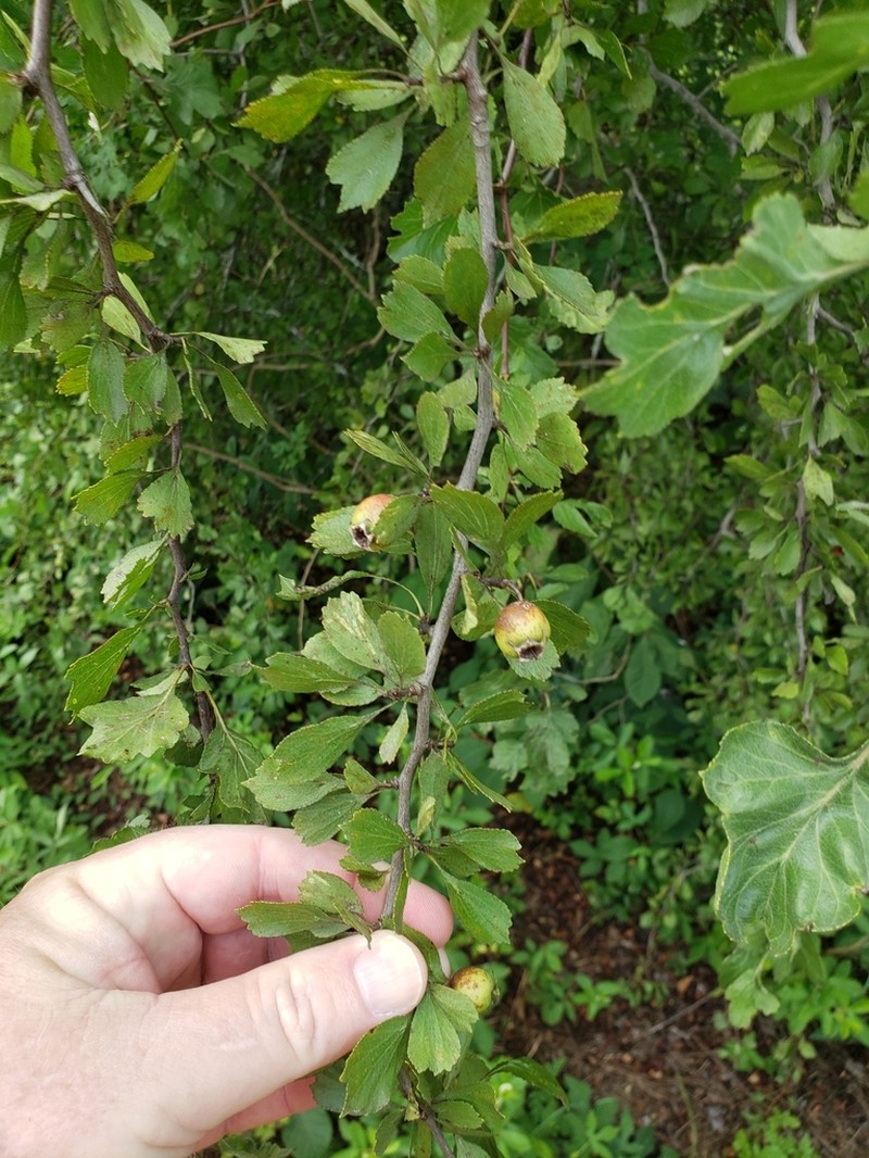 Ozark Hawthorn photo 7