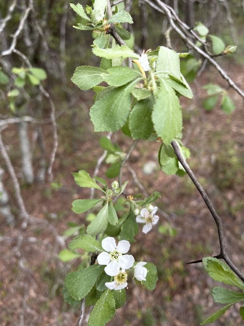Ozark Hawthorn photo 8