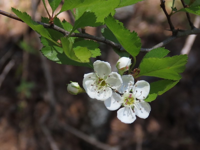 Gadsden Hawthorn photo 5