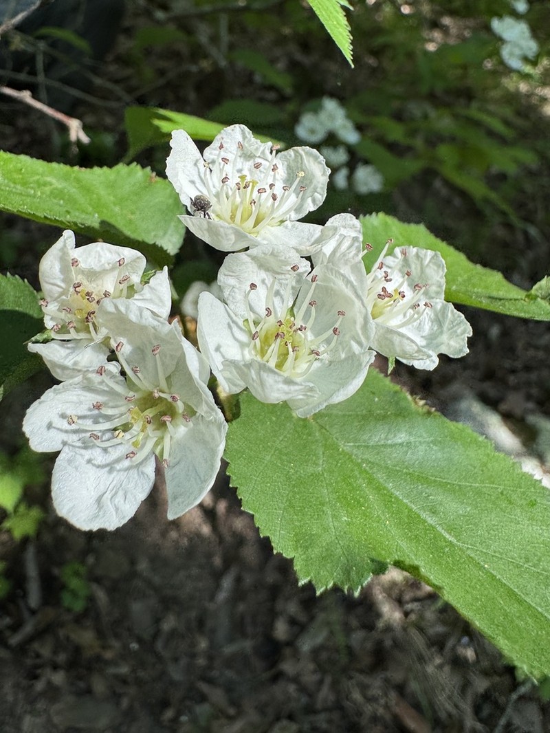 Gadsden Hawthorn photo 7