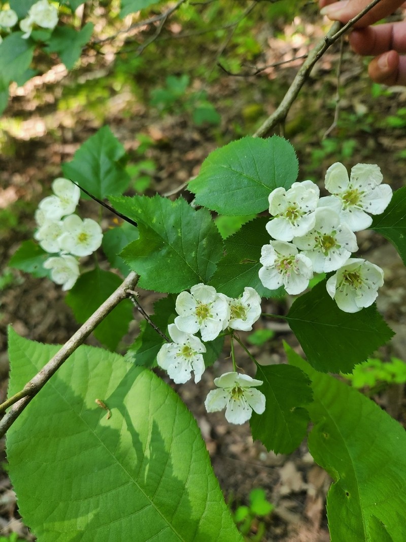 Marietta Hawthorn photo 3