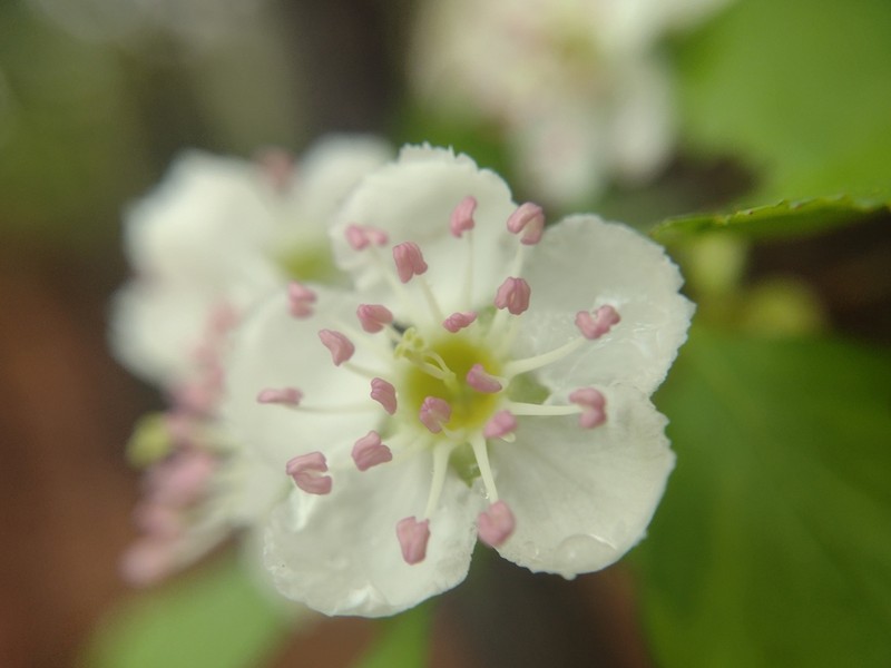 Marietta Hawthorn