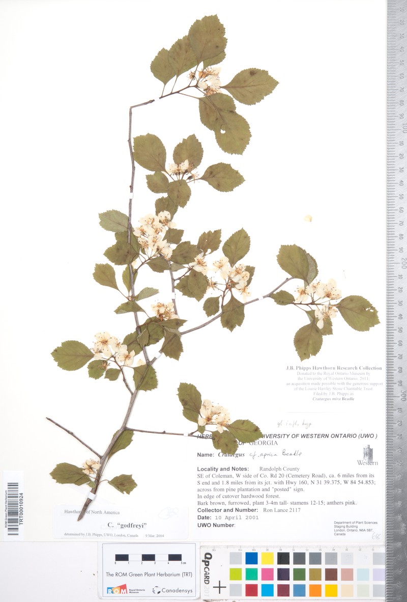 Confederate Hawthorn photo 2