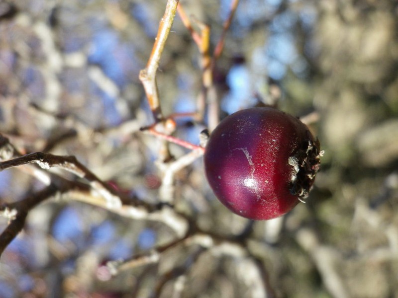 Crataegus ambigua photo 2