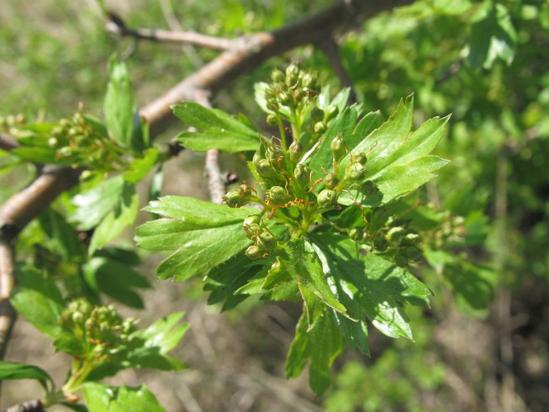 Crataegus ambigua photo 3