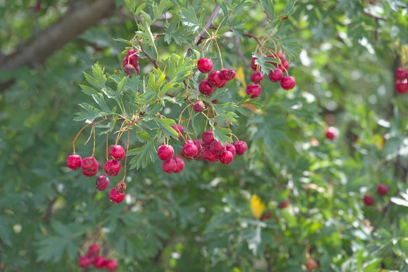 Crataegus ambigua photo 4