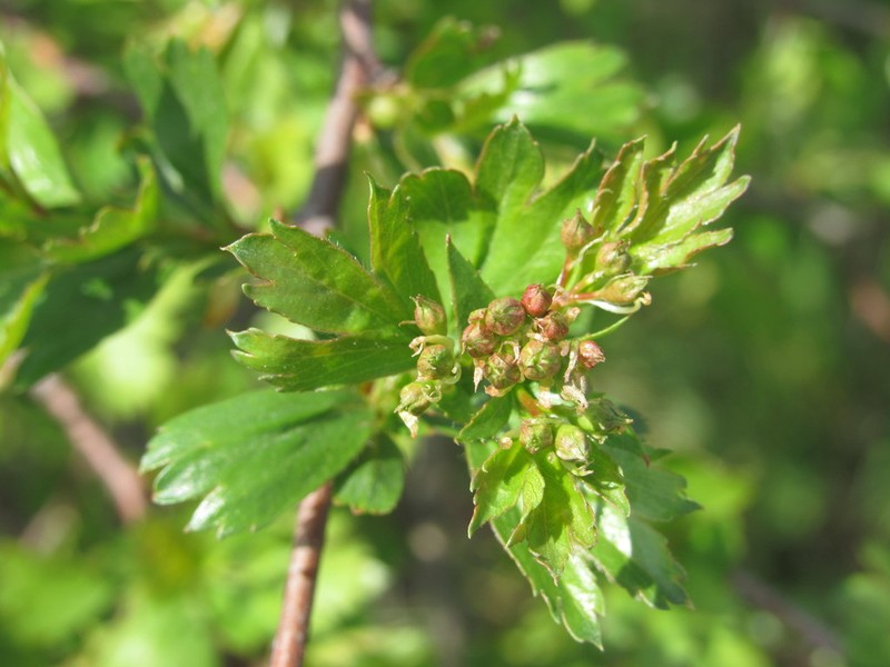 Crataegus ambigua photo 5