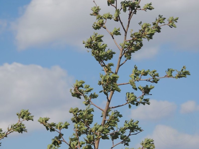 Crataegus ambigua photo 6