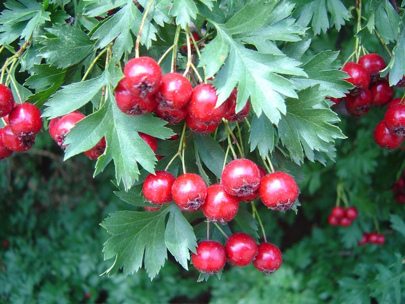 Crataegus ambigua