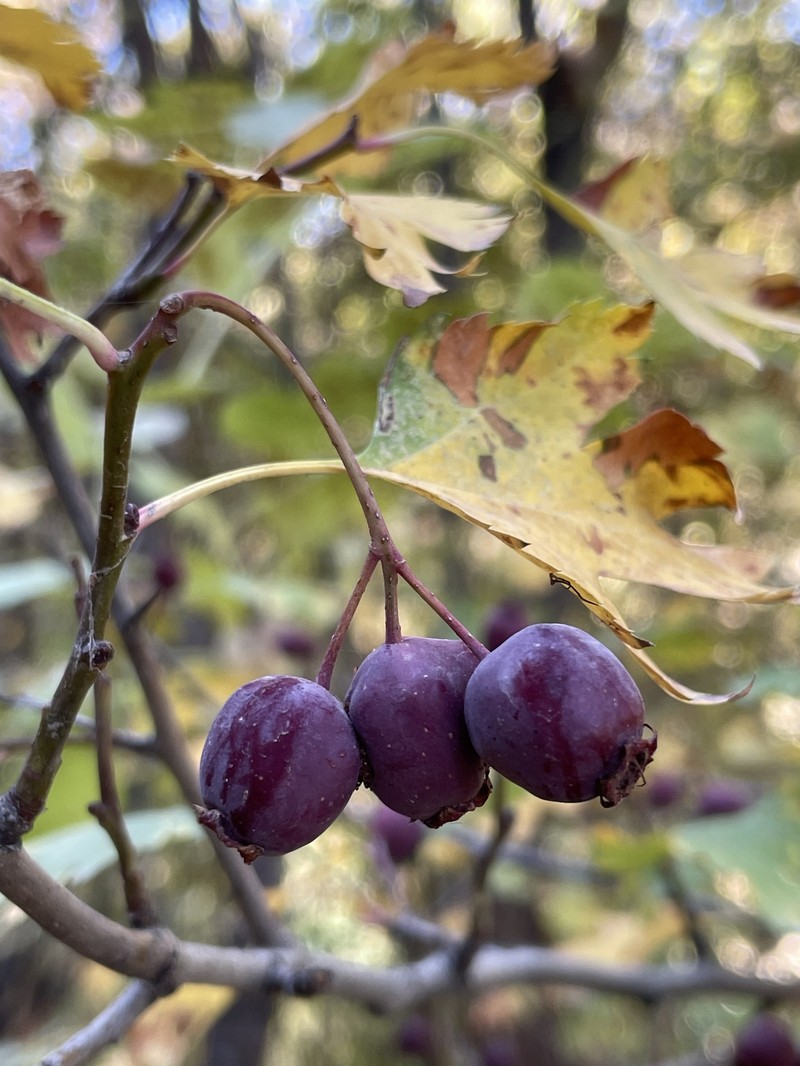 Crataegus ambigua subsp. ambigua
