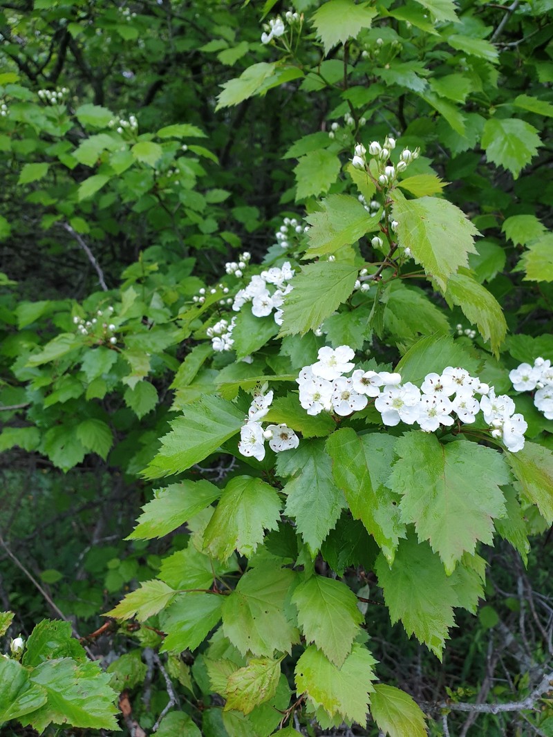 Fort Sheridan Hawthorn