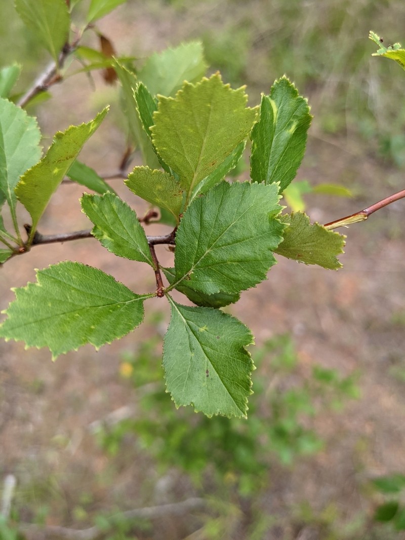 Minute Hawthorn photo 5