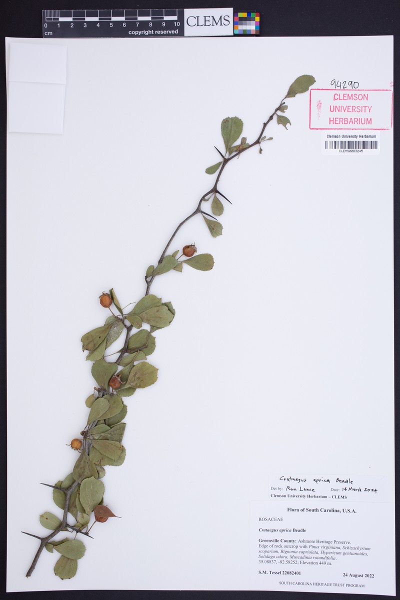 Warm Springs Hawthorn photo 7