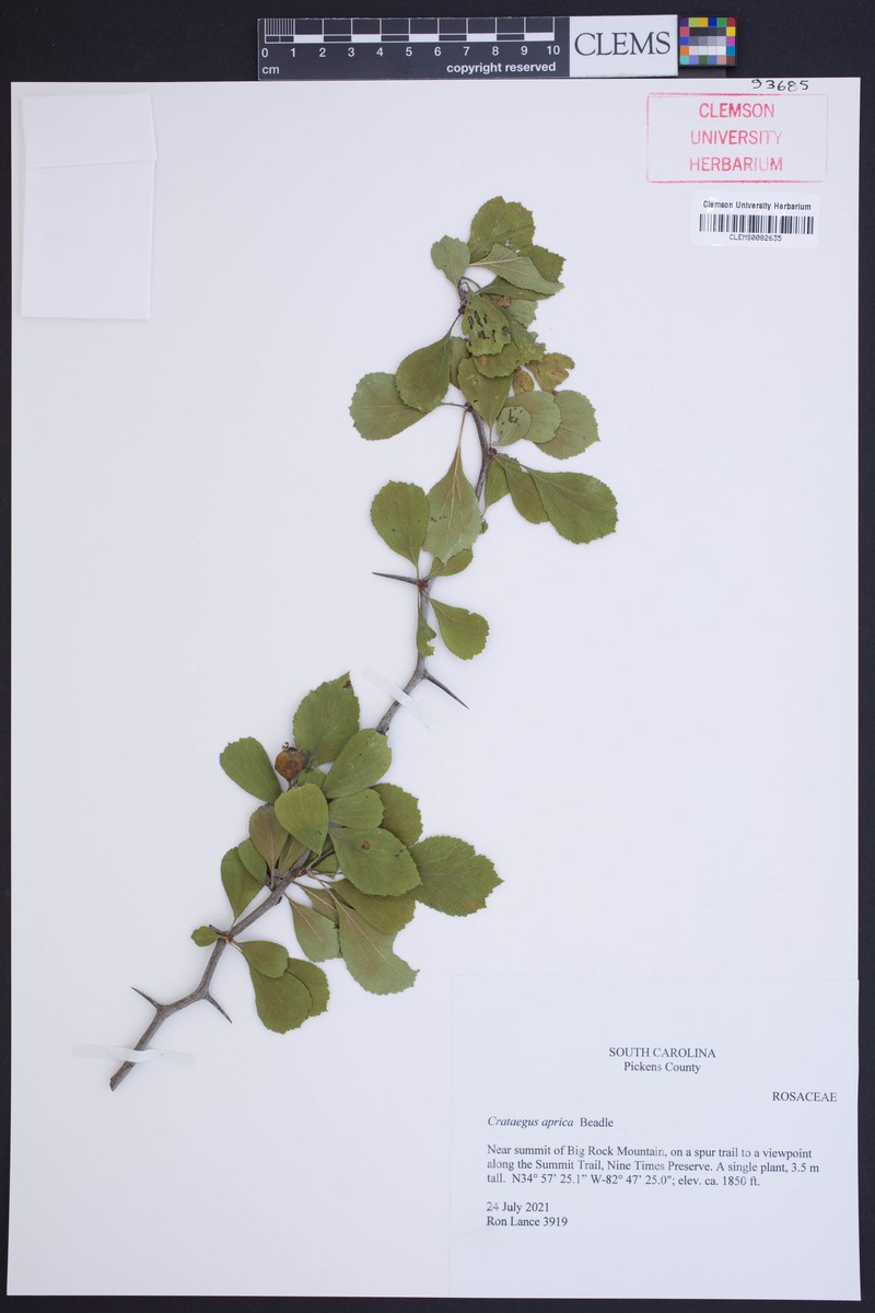 Warm Springs Hawthorn photo 8